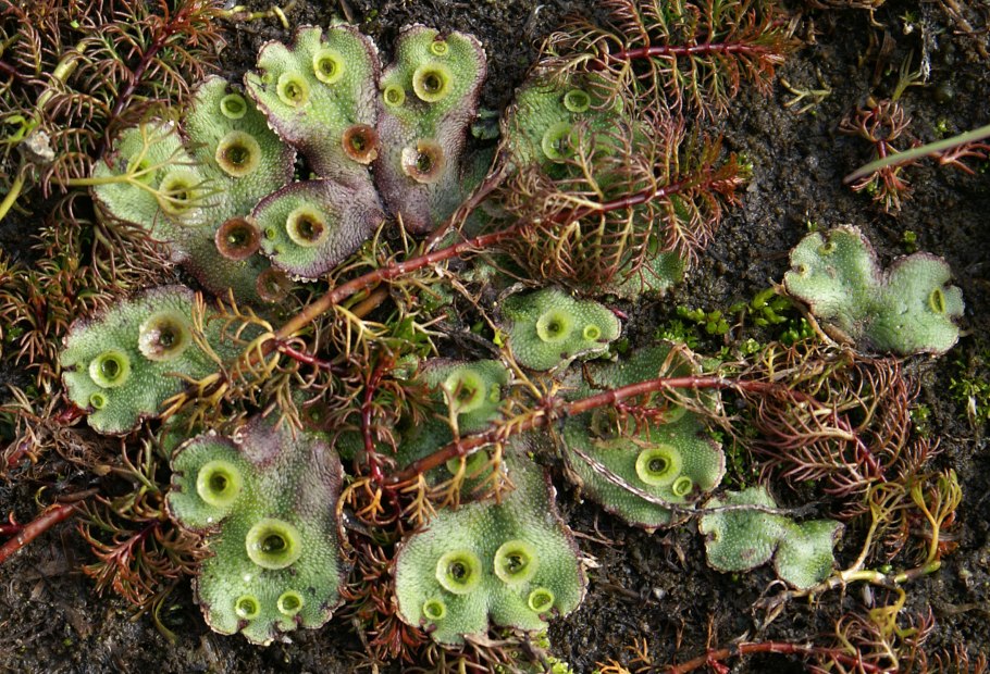 Маршанция изменчивая