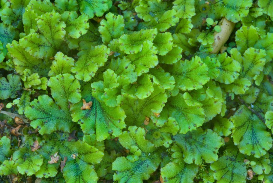 Печёночники мхи