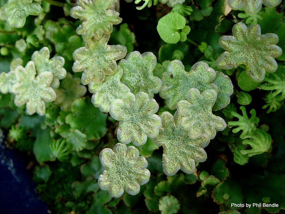 Риччия и маршанция