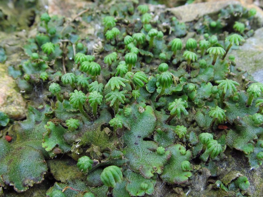 Печеночник маршанция