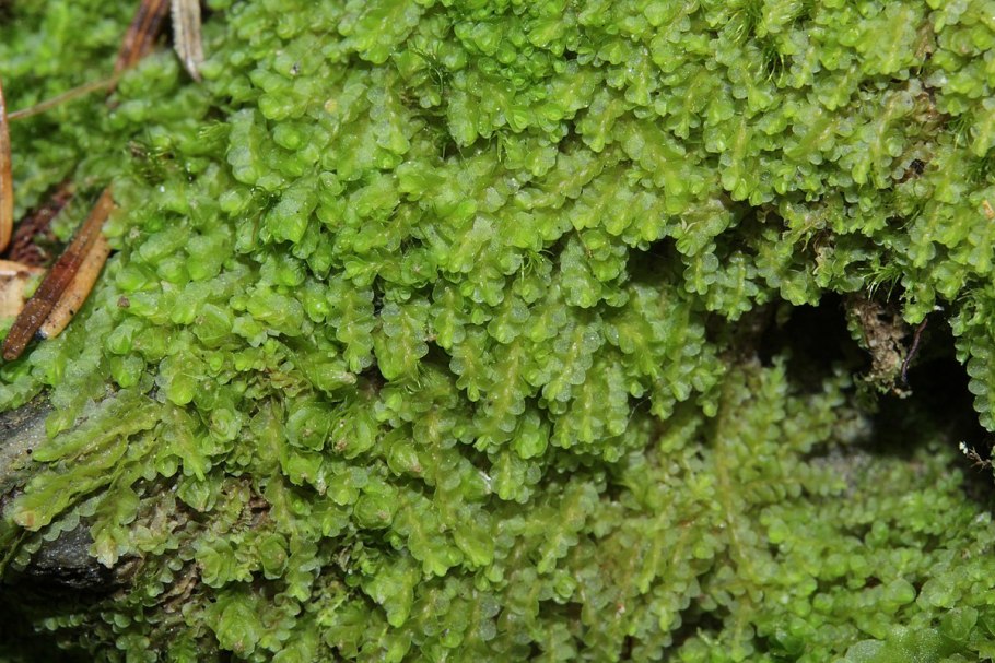 Сфагнум печеночник