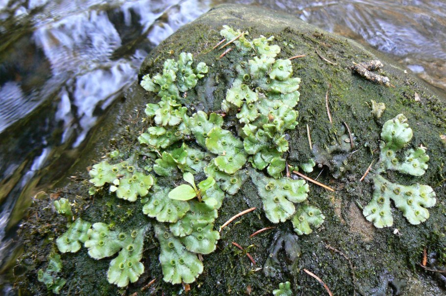 Печеночный мох маршанция