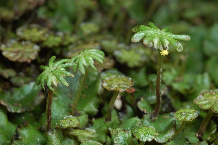 Стебель маршанции
