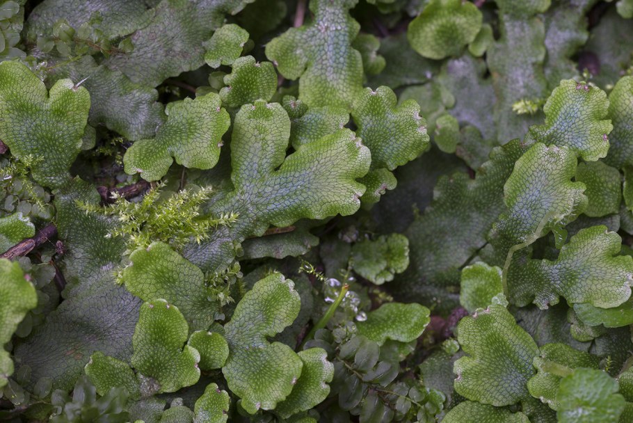 Conocephalum salebrosum