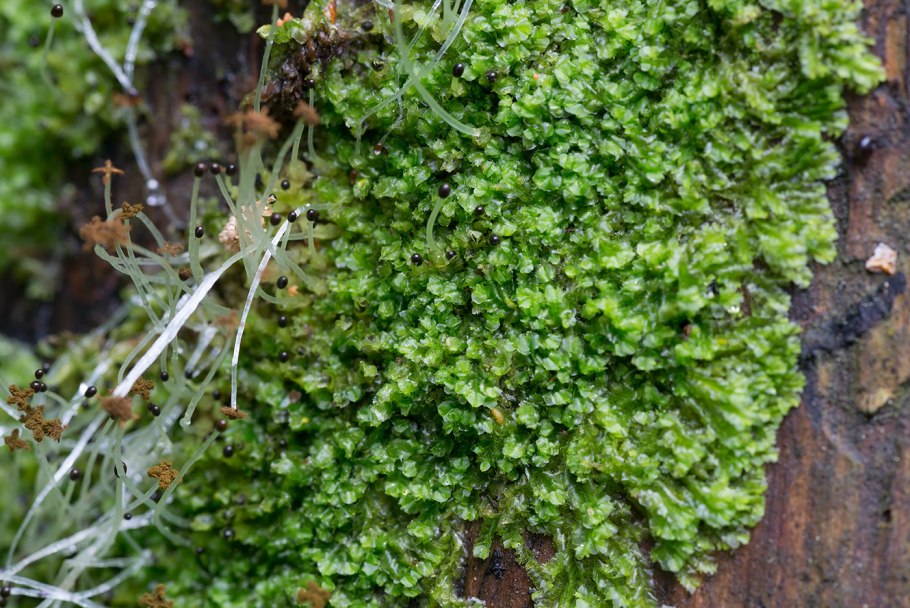 Мох печеночный ломариопсис