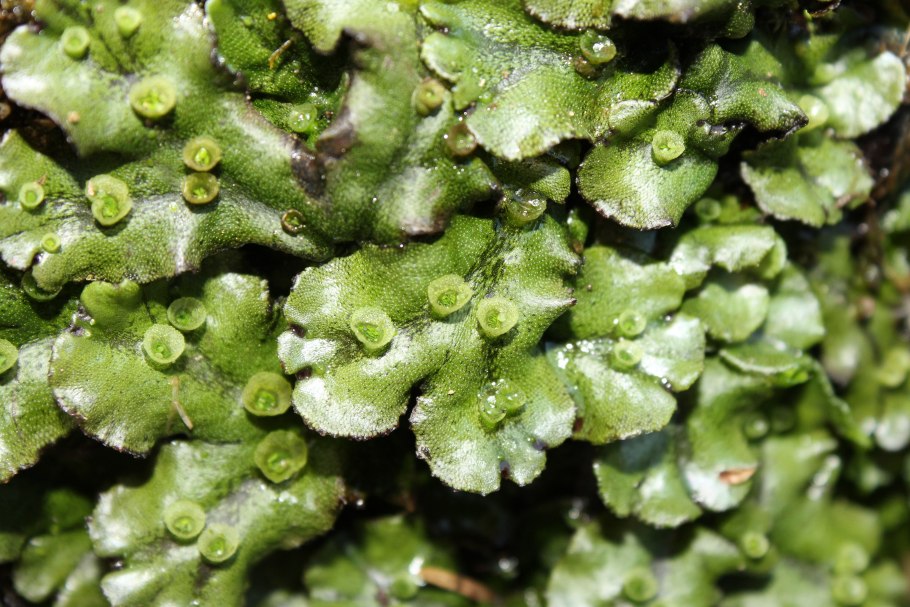 Строение таллома маршанции