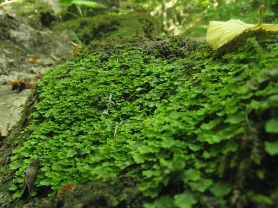 Маршанция обыкновенная