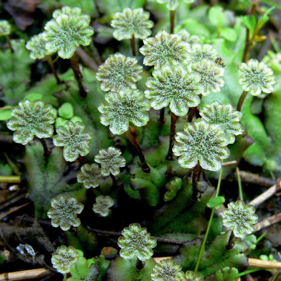 Блефаростома волосолистная