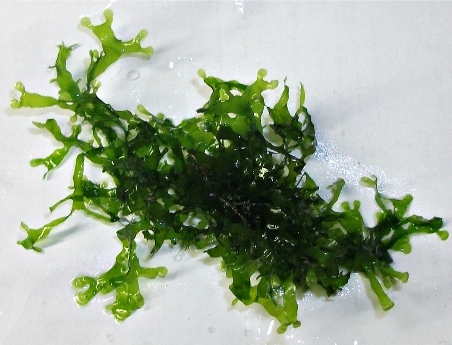 Папоротник ломариопсис линеата