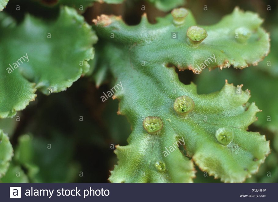 Печёночники мхи маршанция