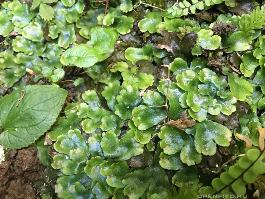 Литофитные лишайники