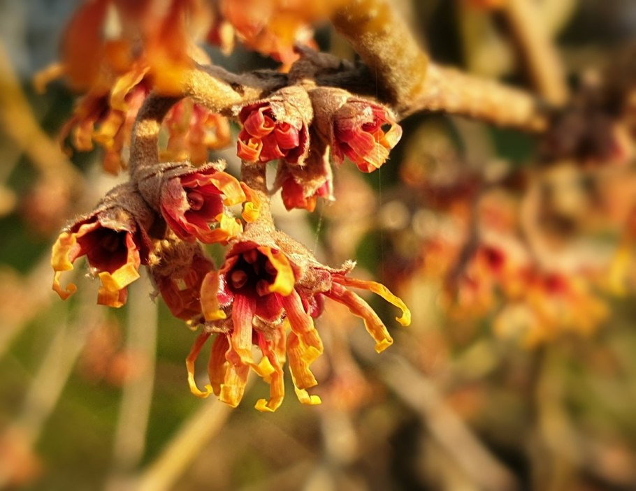 Hamamelis vernalis