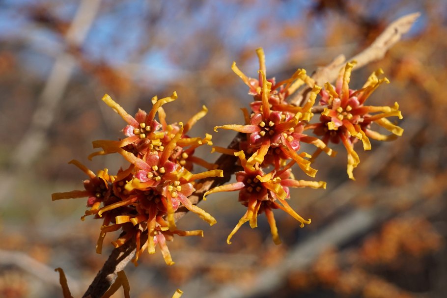 Гамамелис виргинский кустарник