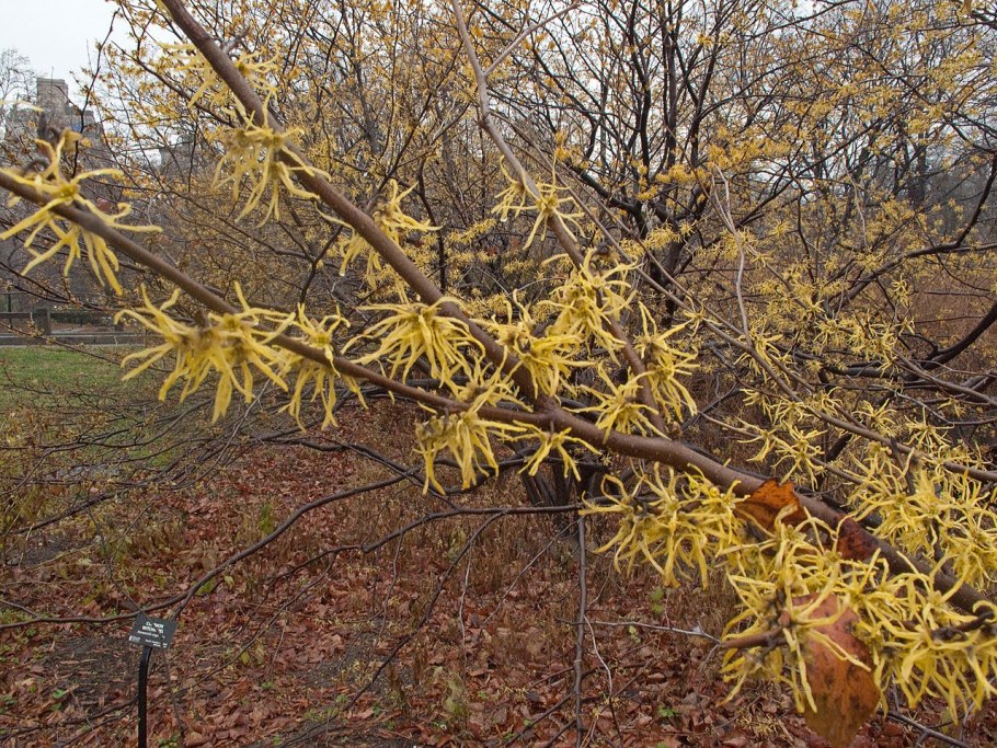Гамамелис виргинский растение