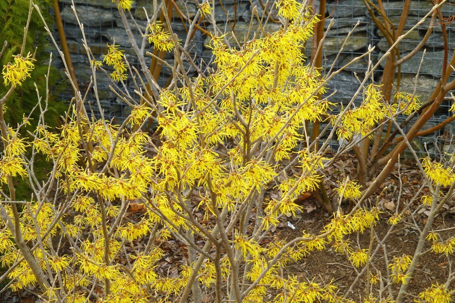 Гамамелис виргинский