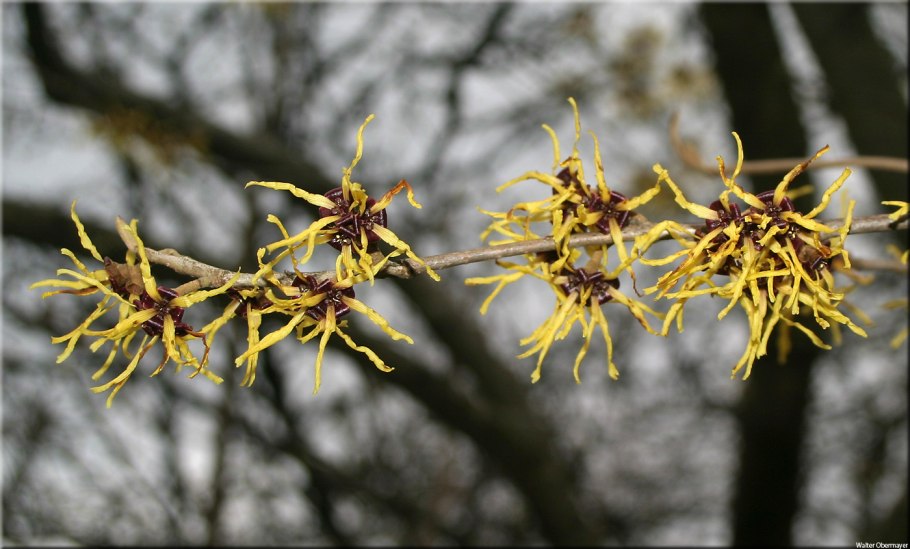 Гамамелис аметист