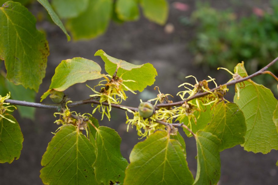 Гамамелис виргинский