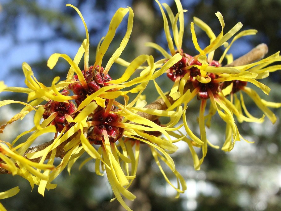 Гамамелис виргинский