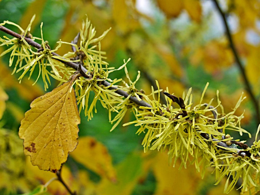Hamamelis vernalis