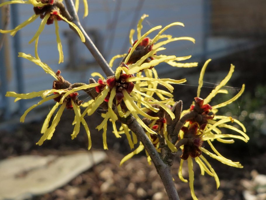 Witch Hazel