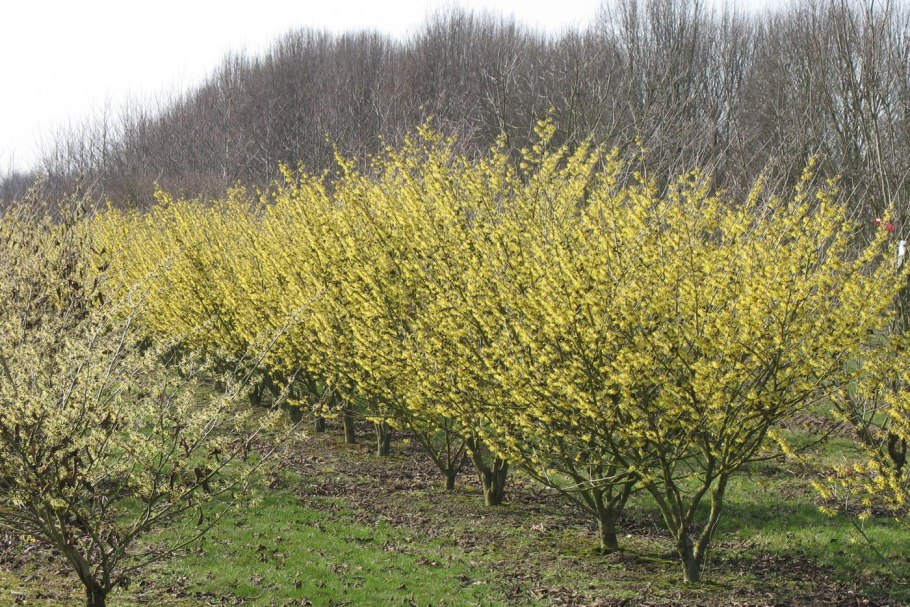 Гамамелис (Ведьмин орешник)