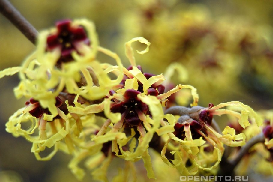 Гамамелис обыкновенный