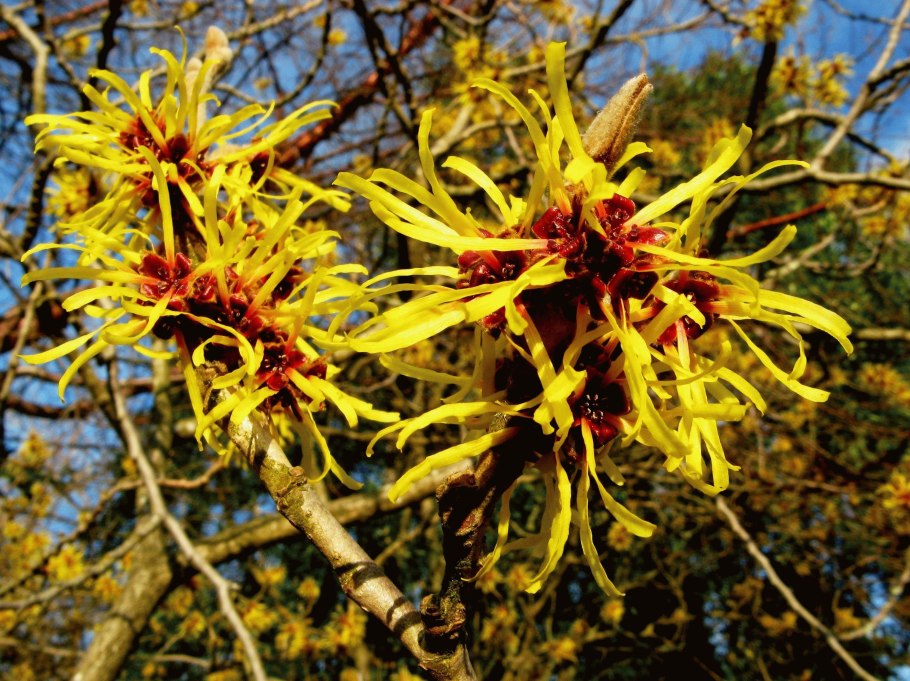 Гамамелис весенний