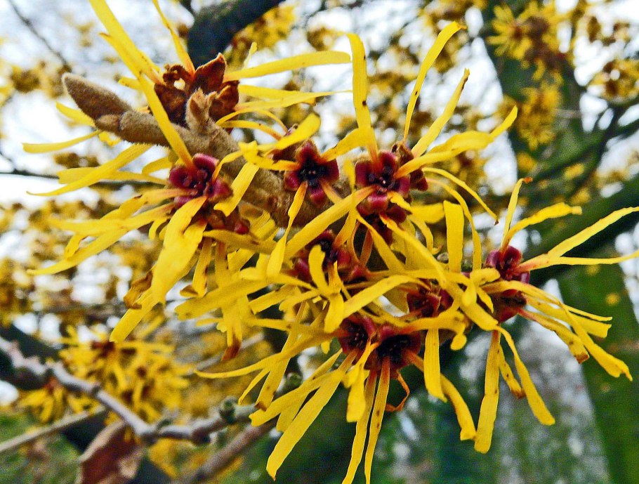 Hamamelis virginiana