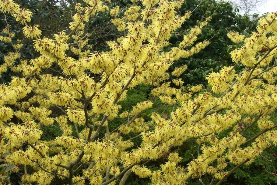 Гамамелис виргинский — hamamelis virginiana l.