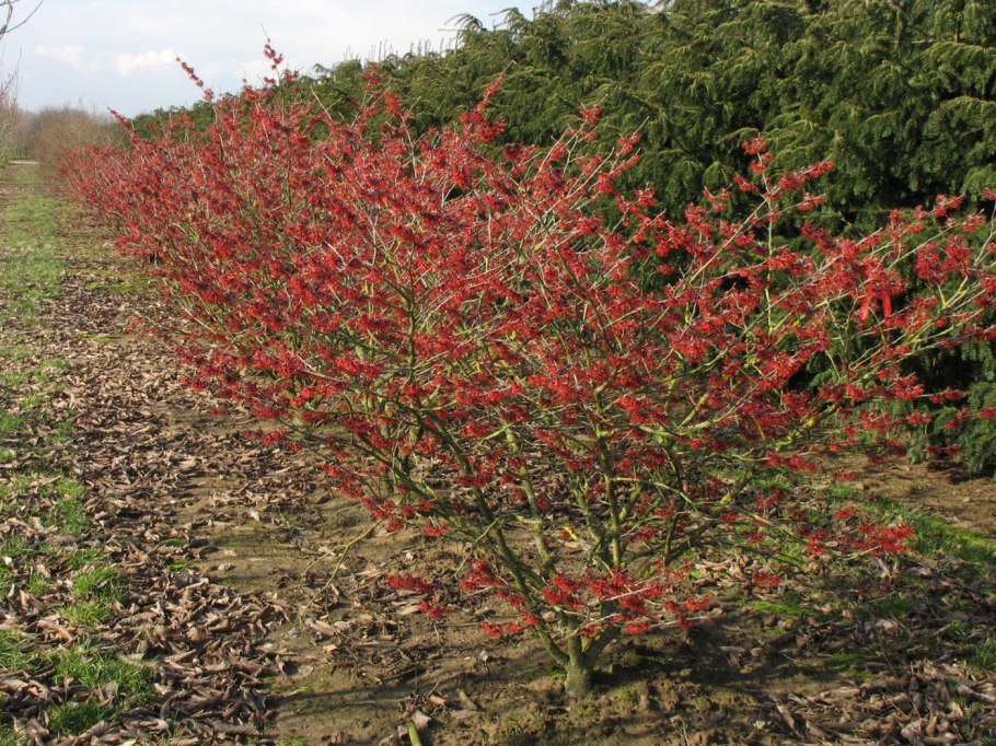 Гамамелис в ландшафтном дизайне фото