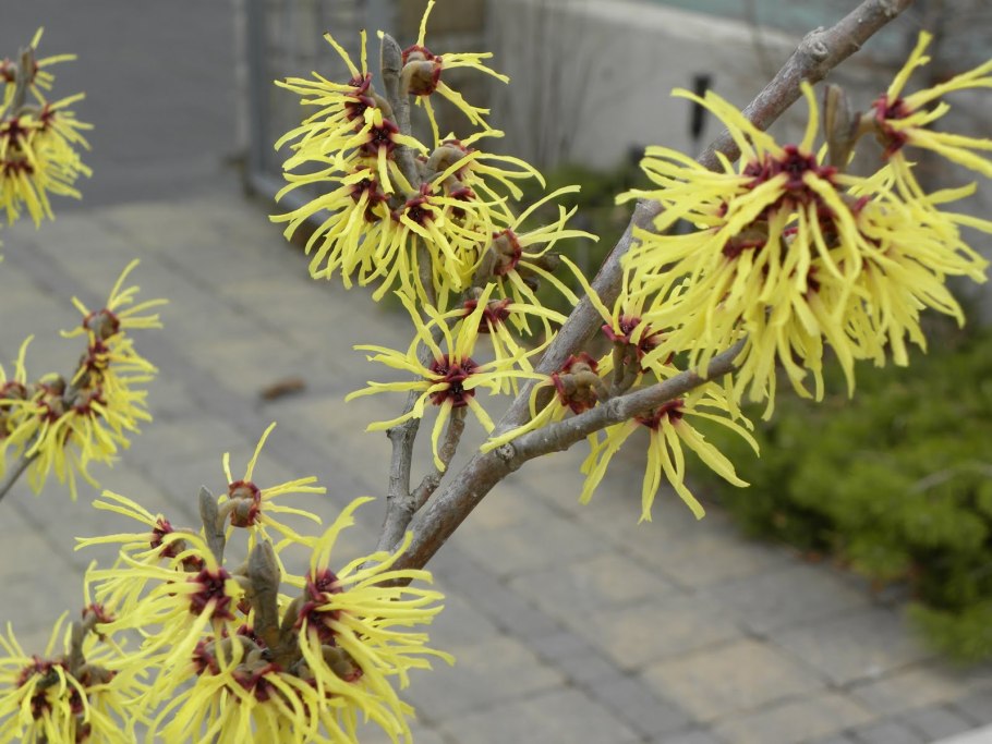 Гамамелис виргинский