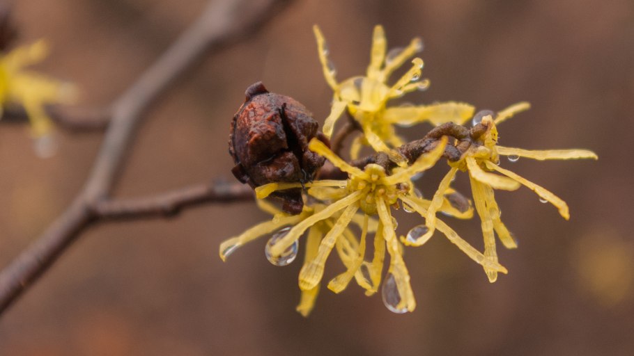 Гамамелис Диана