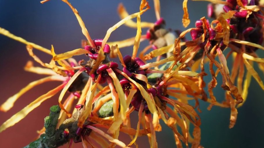 Гамамелис виргинский