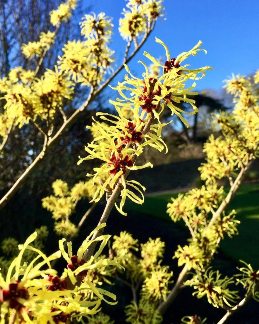 Гамамелис мягкий