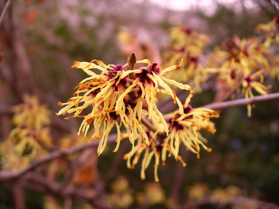 Гамамелис виргинский (hamamelis virginiana)