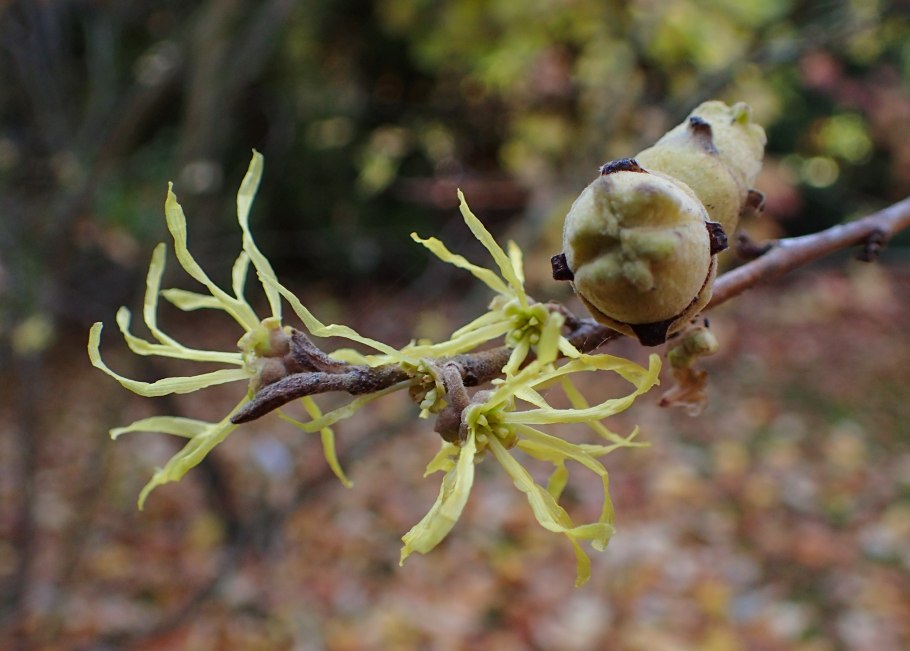 Hamamelis virginiana