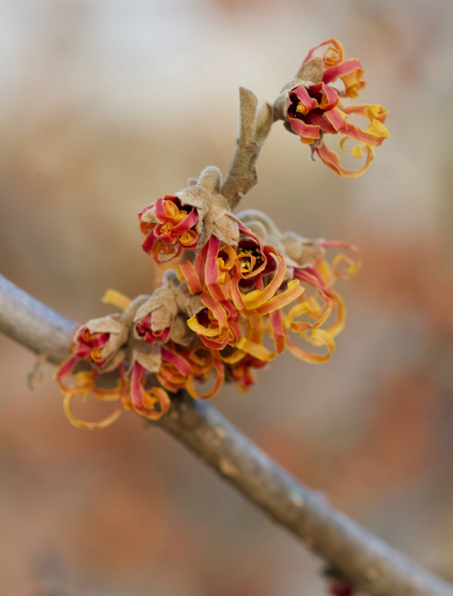 Hamamelis virginiana