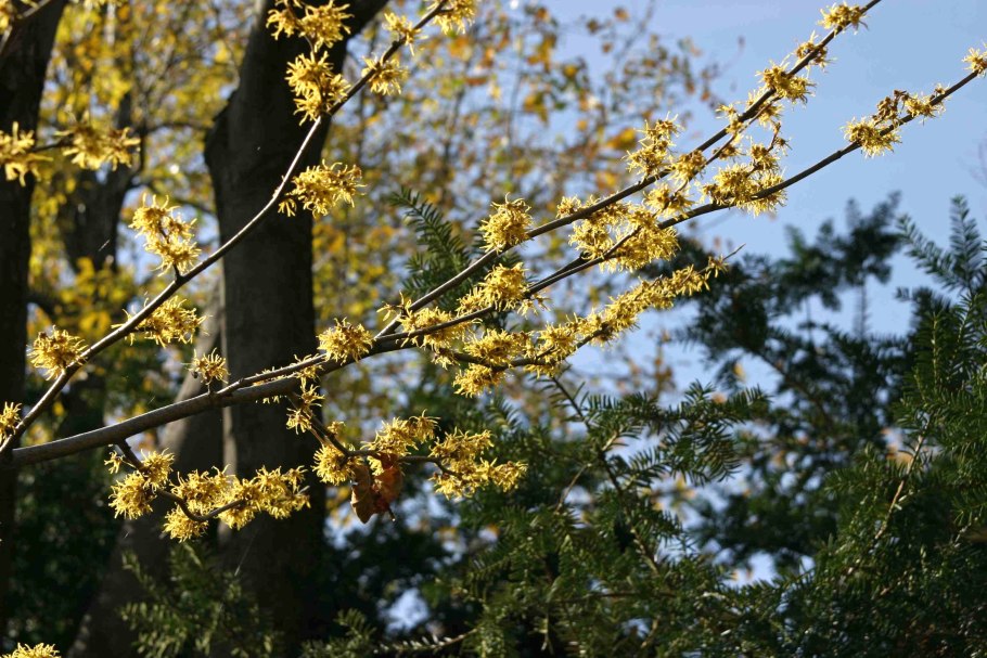 Клиториопсис Моллис