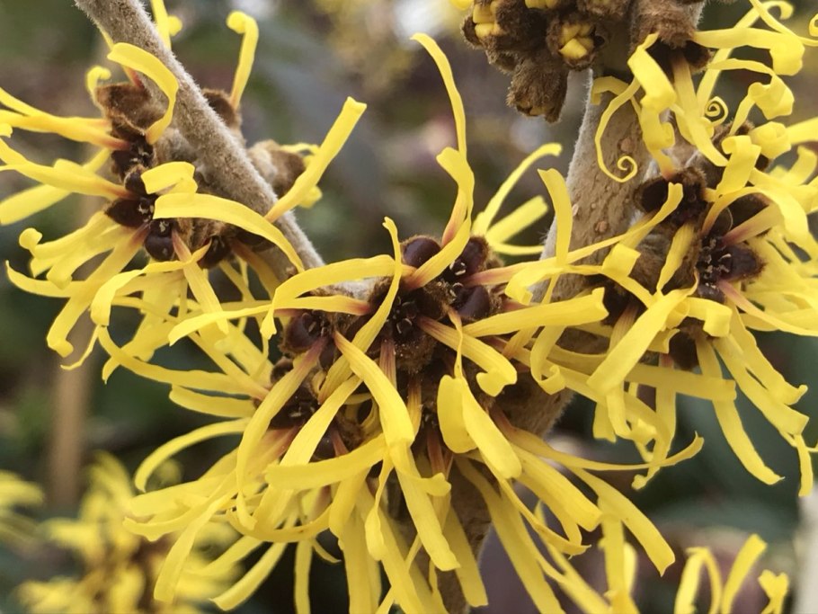 Гамамелис Ведьмин орех