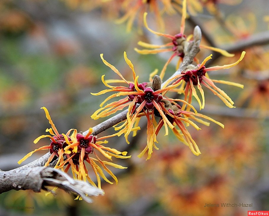 Гамамелис виргинский куст