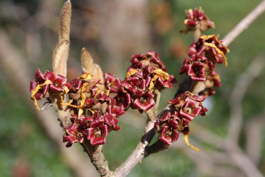 Hamamelis virginiana