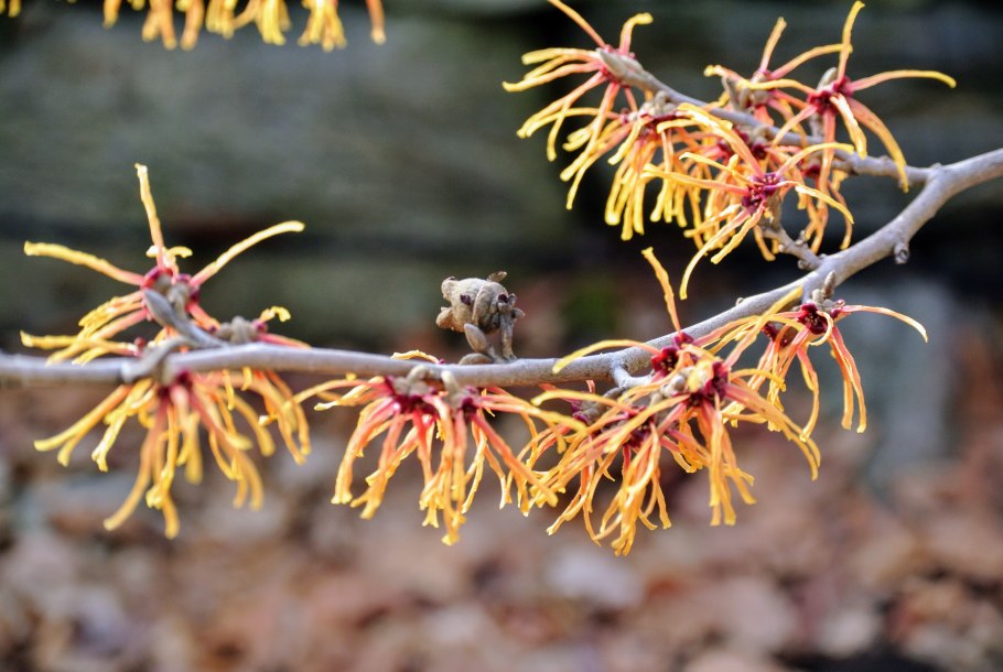 Hamamelis virginiana