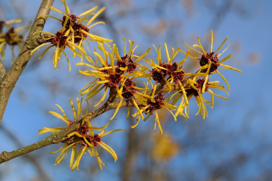 Hamamelis virginiana