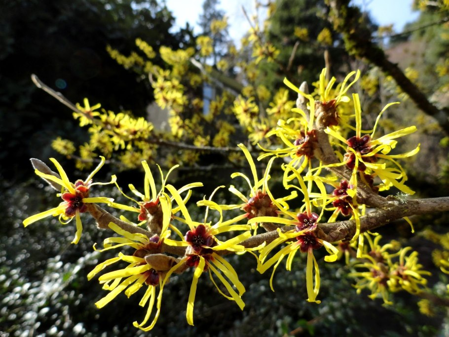 Гамамелис виргинский