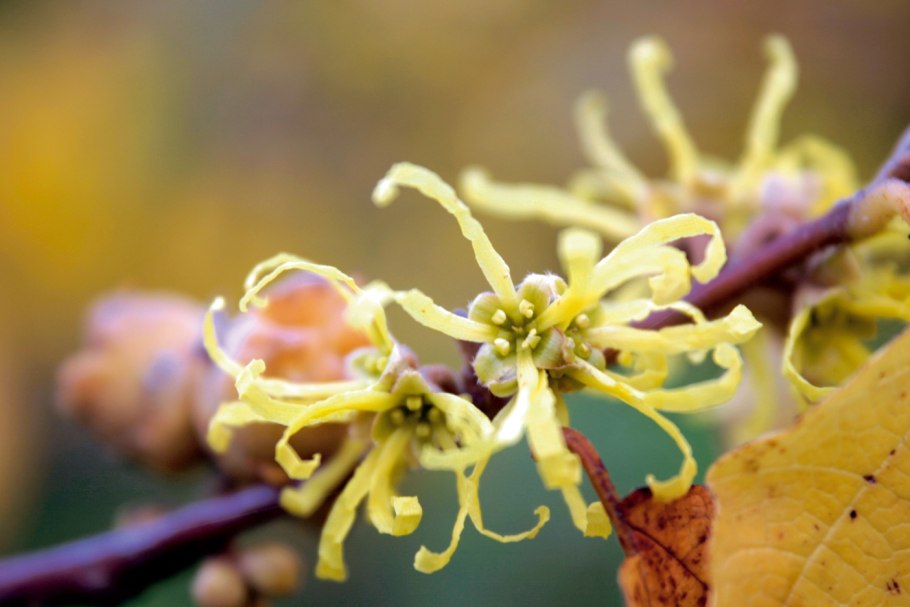 Гамамелис Ведьмин орех