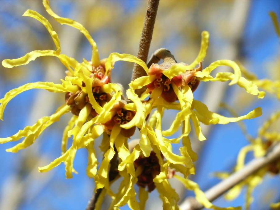 Гамамелис виргинский