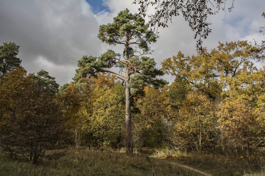 Осенний Сосновый Бор