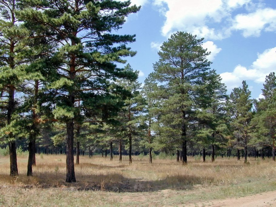 Три сосны деревня