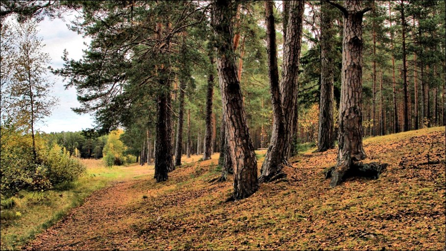 Фото среди сосен