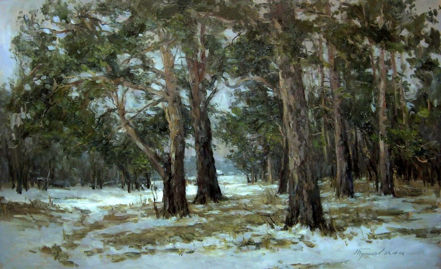 Сосна Мафусаил